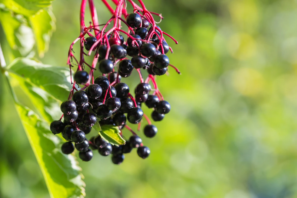 Plody bazy čiernej bohatej na antioxidanty a bioaktívne látky podporujúce imunitu.