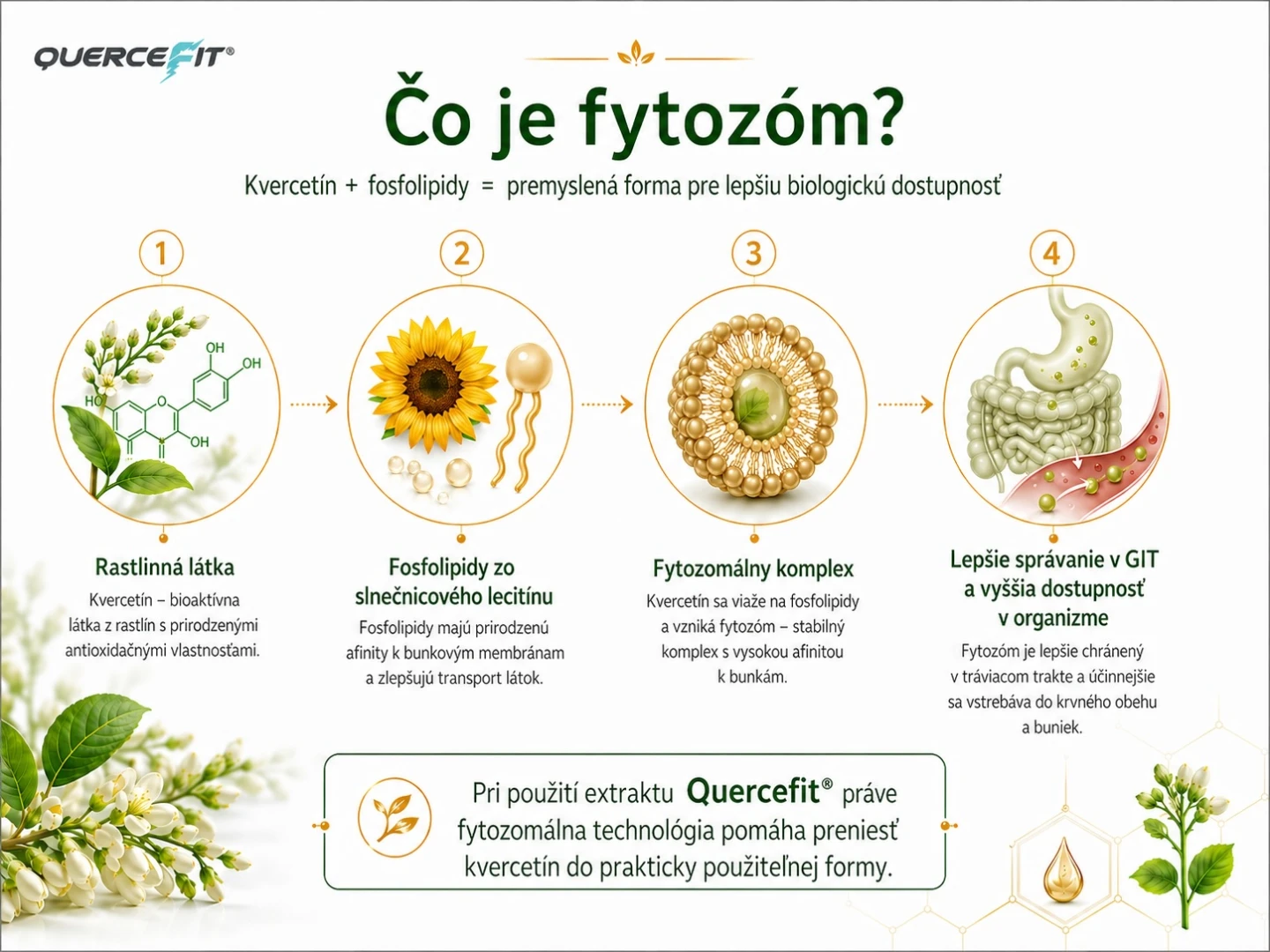 čo je to fytozóm?