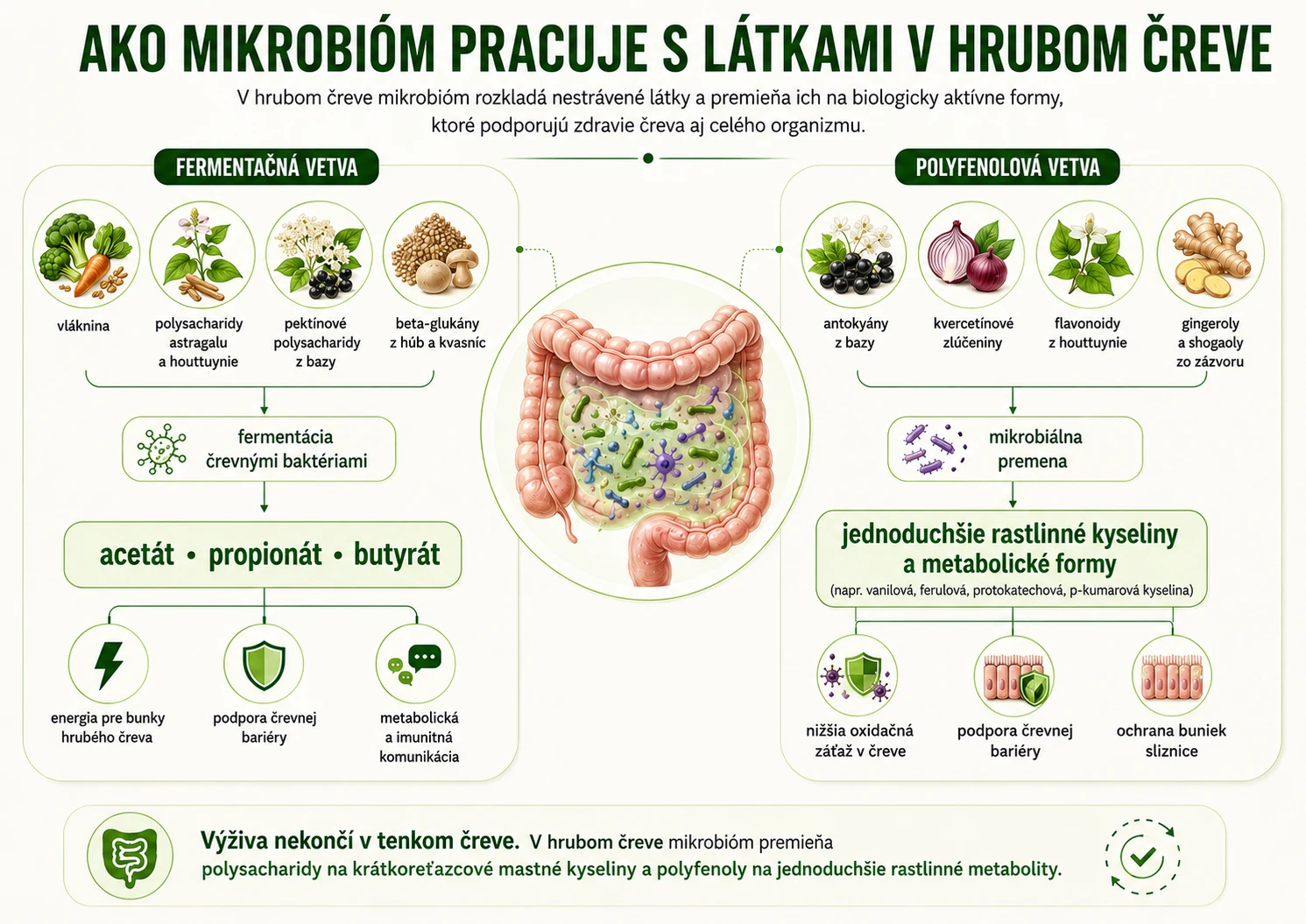 ako mikrobióm pracuje s látkami v hrubom čreve