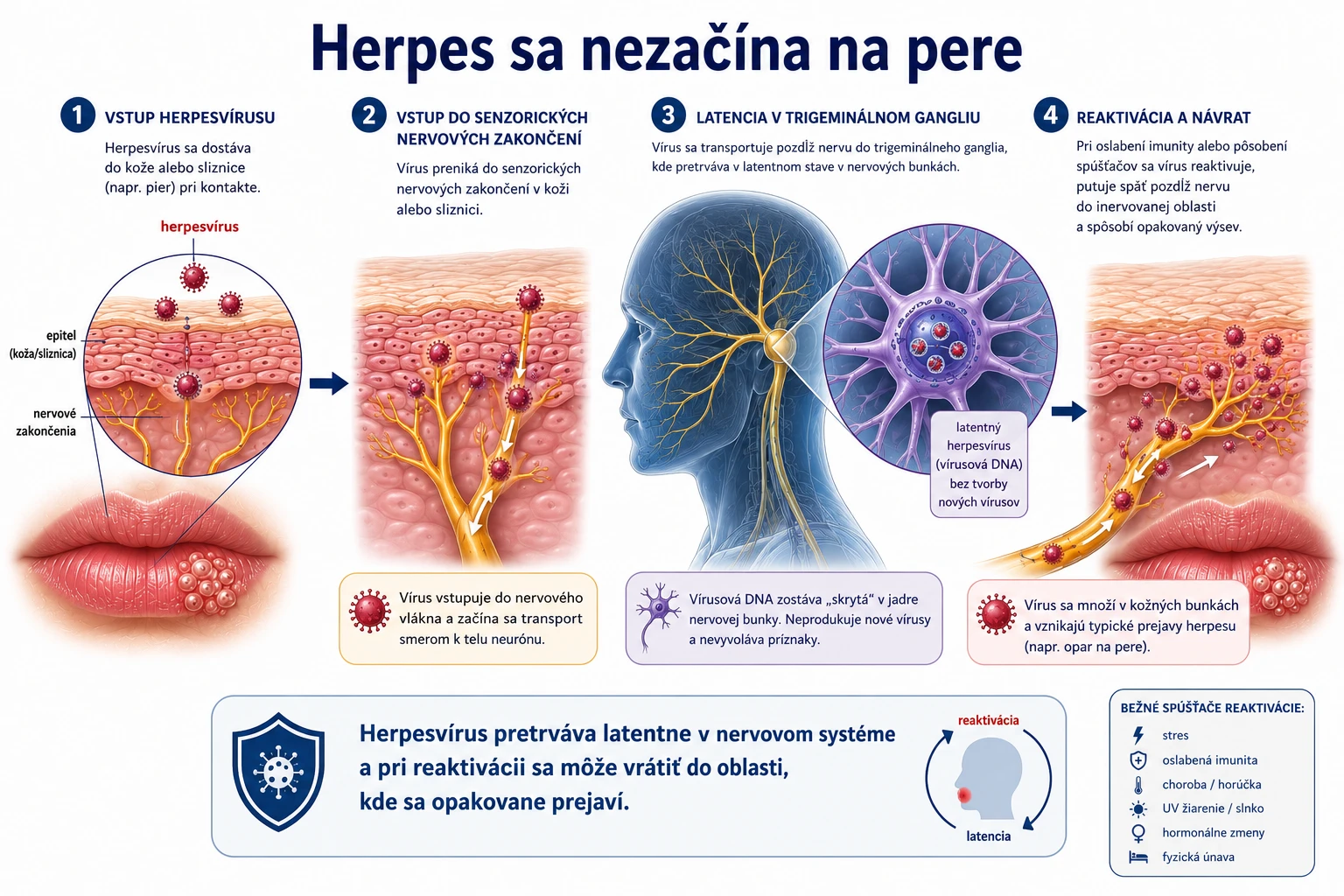 Schéma znázorňujúca, ako herpesvírus pretrváva v nervovom systéme a pri reaktivácii sa môže vrátiť späť na kožu alebo sliznicu.