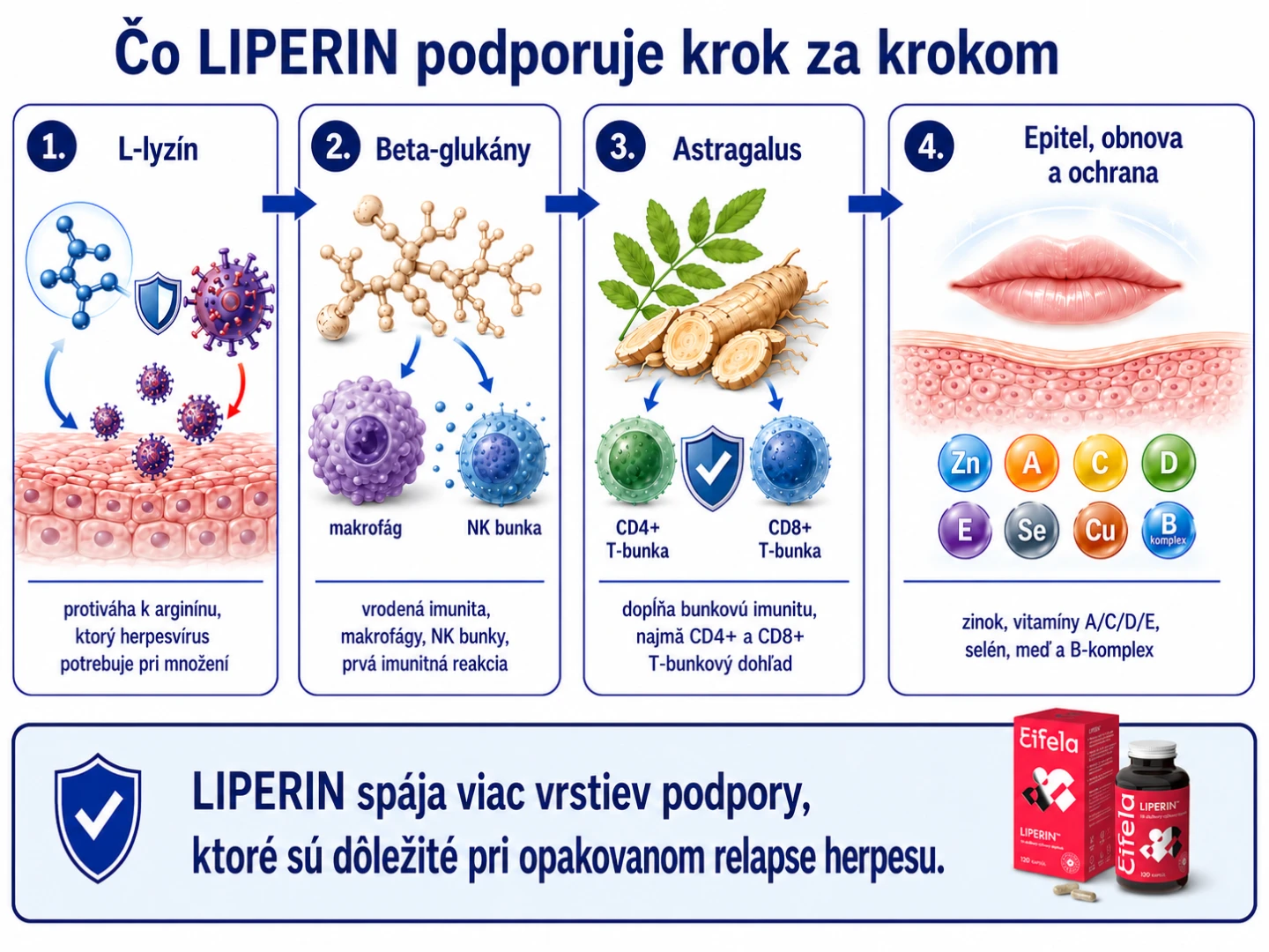 Schéma vysvetľuje, ako LIPERIN podporuje obdobie medzi relapsmi cez lyzín, beta-glukány, Reishi, Astragalus, epitel a bunkový metabolizmus.